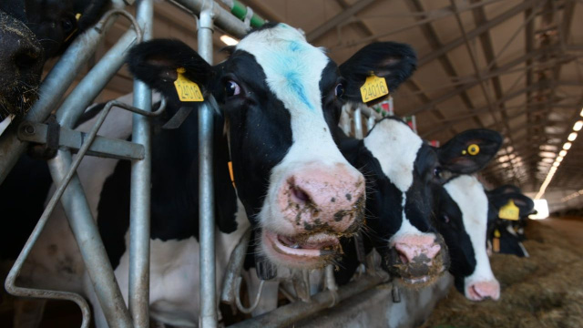 ТОП-15 компаний-лидеров производителей молока в Нижегородской области