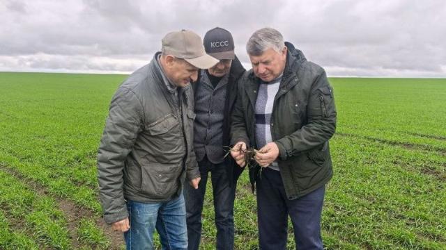 озимые культуры