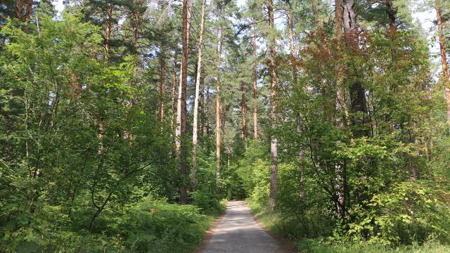 пензенский лес