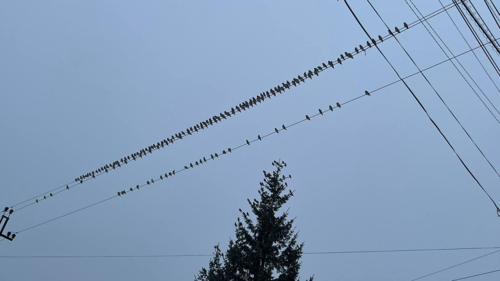 Правительство упростило подключение МСП к электросетям  