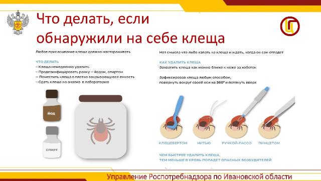 активизация клещей 