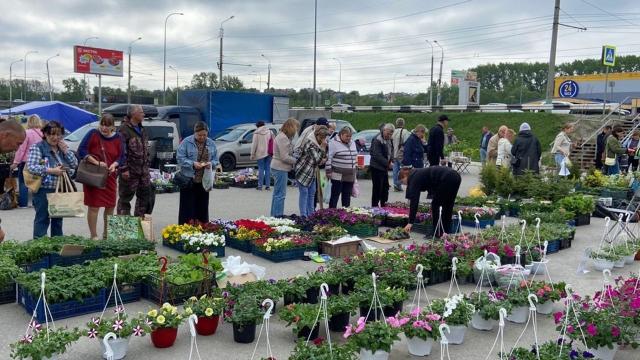 рассада в Пензе
