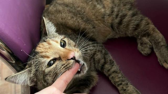 домашний питомец