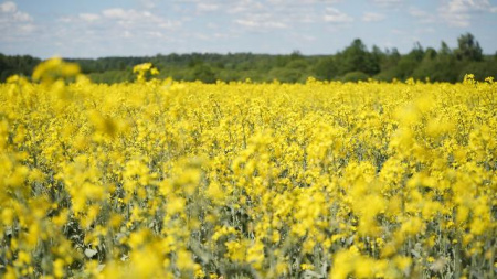 рекордный урожай