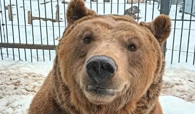медведь Захар