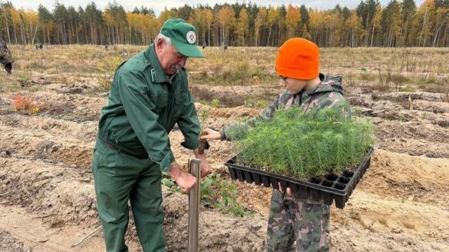 саженцы сосны 
