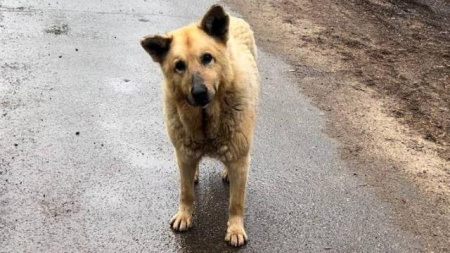 бездомная собака