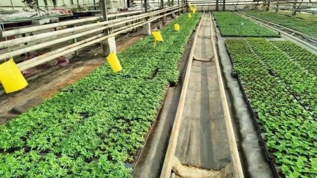 тепличный комбинат