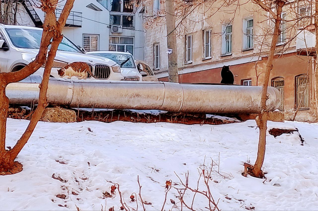 Кошки