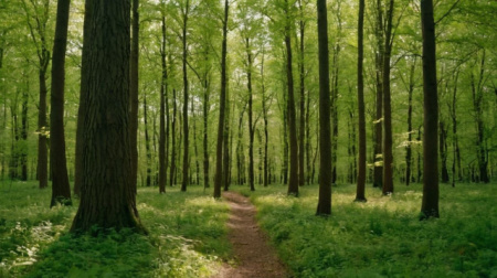 Нижегородская область перевыполнила план по созданию новых лесов на 18%