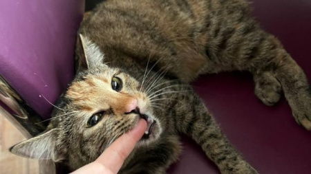 домашний питомец