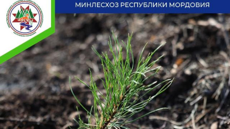 восстановление лесов