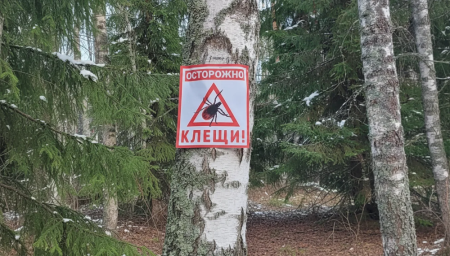 В Нижегородской области число пострадавших от укусов клещей превысило 4,4 тысячи