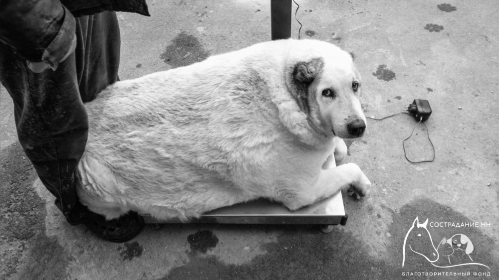 Умер знаменитый нижегородский пес Кругетс