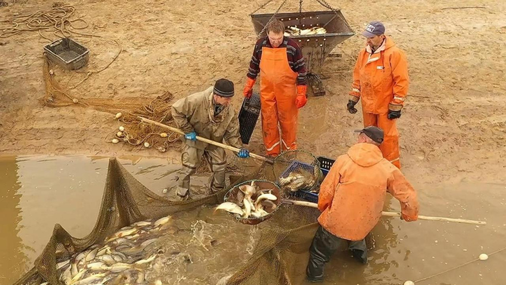 Производство рыбы в Нижегородской области выросло до 682 тонн за 2025 год