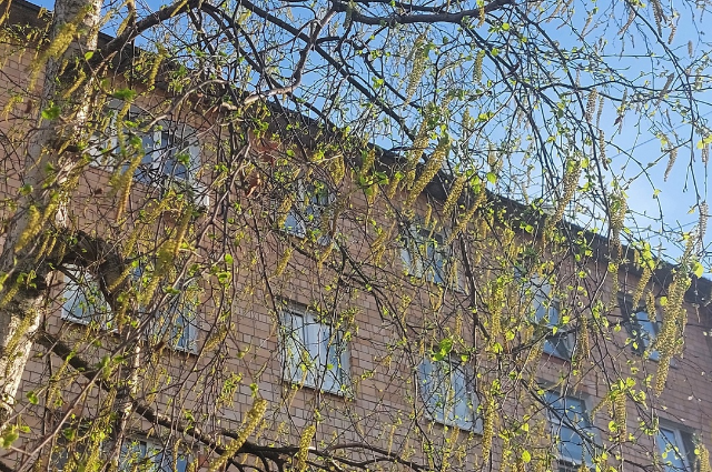 Береза