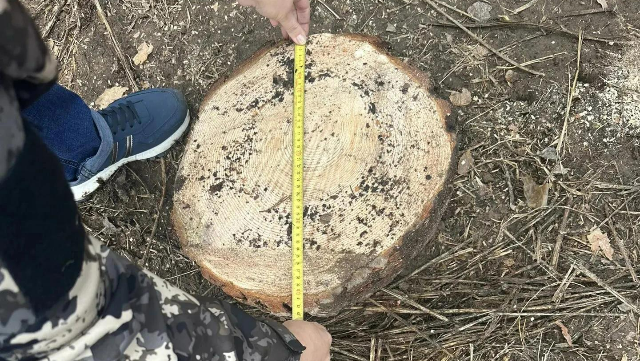 дерево
