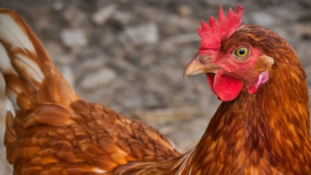 Росимущество продает птицефабрику в Нижегородской области за 183 млн рублей