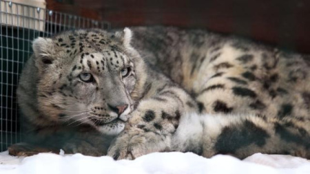 Снежный барс