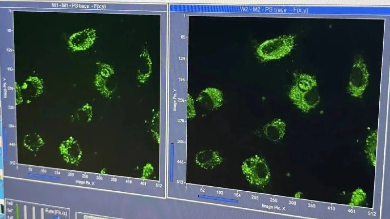 Ученые ПИМУ исследуют влияние металлических осколков на сосудистую систему