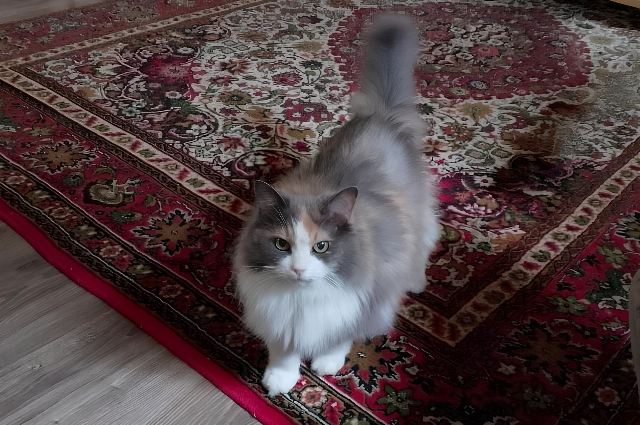 Кошка