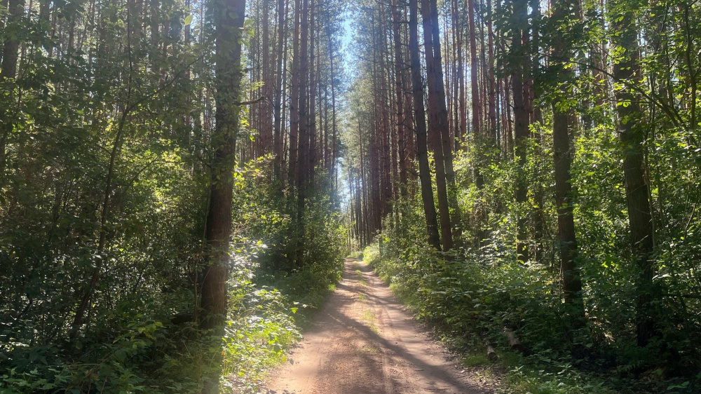 лес в Мордовии