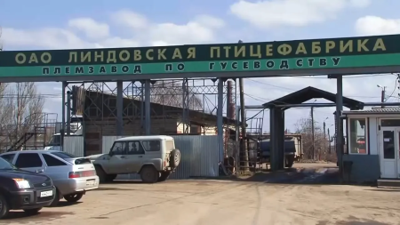 Курицы