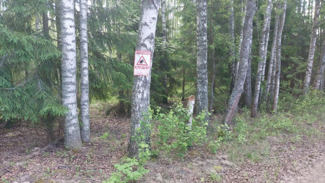 клещи в лесу
