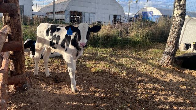 теленок на ферме