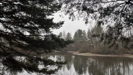 Минлесхоз региона меняет порядок предоставления госуслуг для лесопользователей с 12 декабря