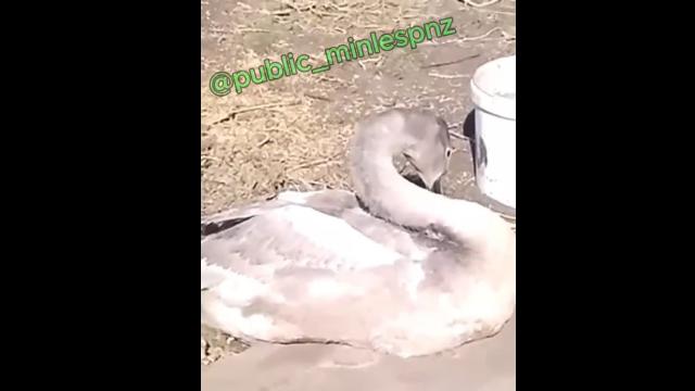 лебедь-шипун