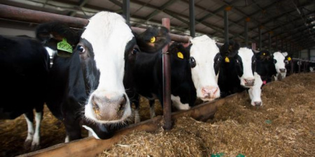 ивановская ферма