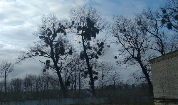 Деревья