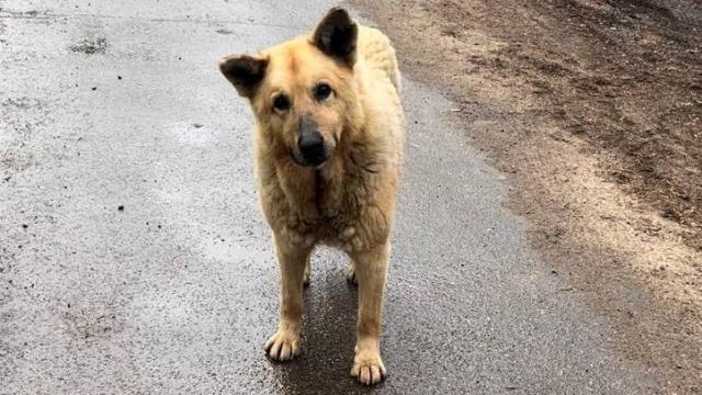 бездомная собака