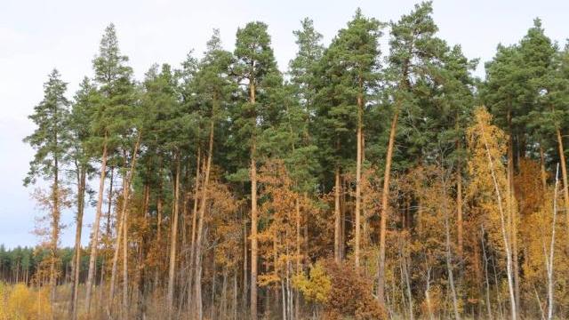 пензенский лес
