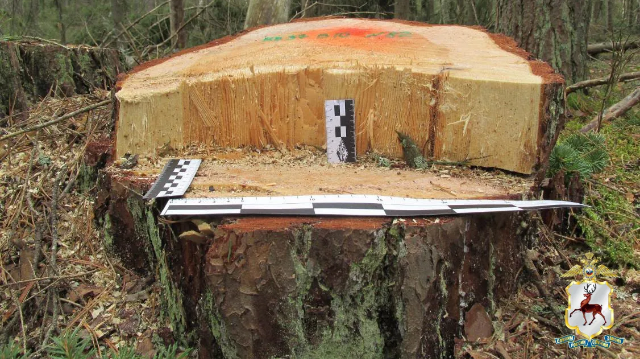 Срубленное дерево