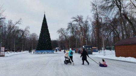 Полмиллиона хвойных: РСХБ оценил рынок живых новогодних деревьев
