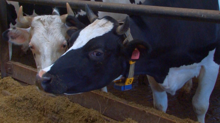 геномная селекция