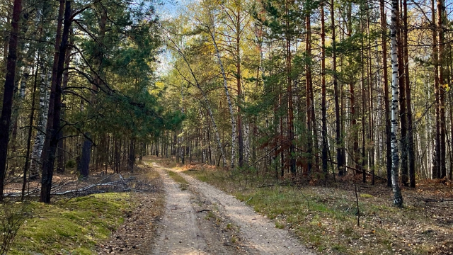 Лес