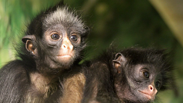 Обезьяны