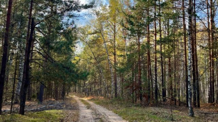 пензенский лес
