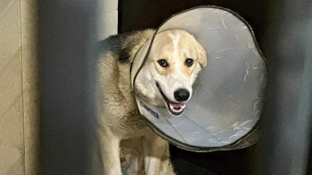 Собака