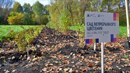 Сад непрерывного цветения