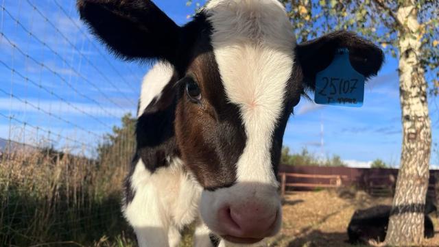 молочный теленок