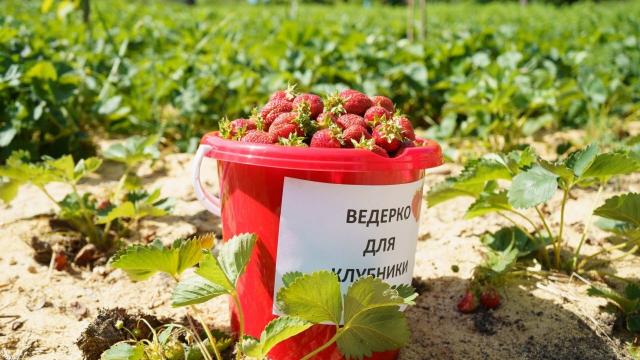 ведро клубники
