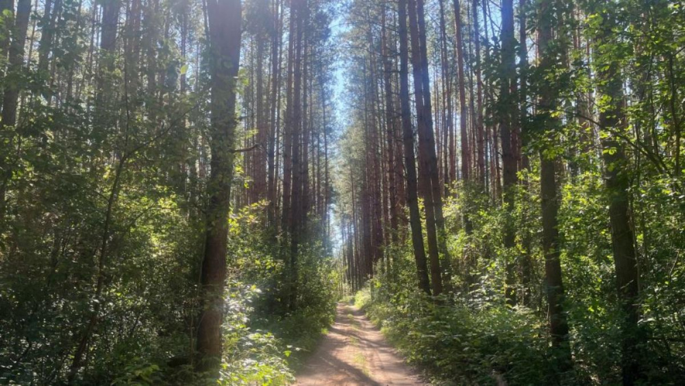 лес в Мордовии