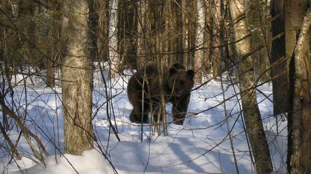 Бурый медведь