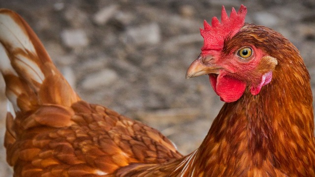 Росимущество продает птицефабрику в Нижегородской области за 183 млн рублей