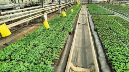 тепличный комбинат