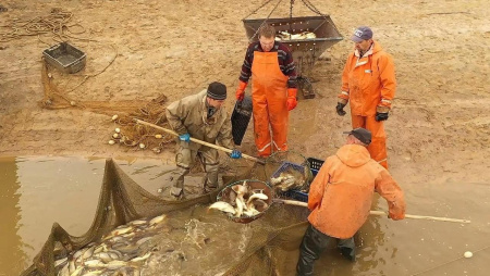 Производство рыбы в Нижегородской области выросло до 682 тонн за 2025 год
